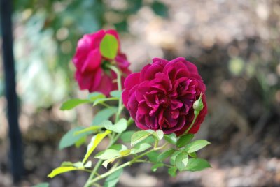 Rosa 'Darcey Bussell' - růže anglická